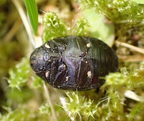 Byrrhus sp.